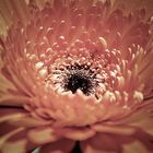 Gerbera 6