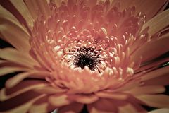 Gerbera 6