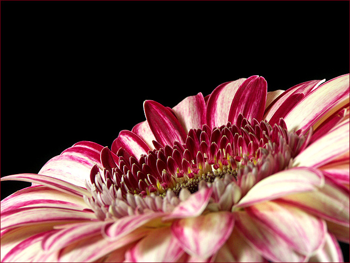 GERBERA