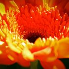 Gerbera