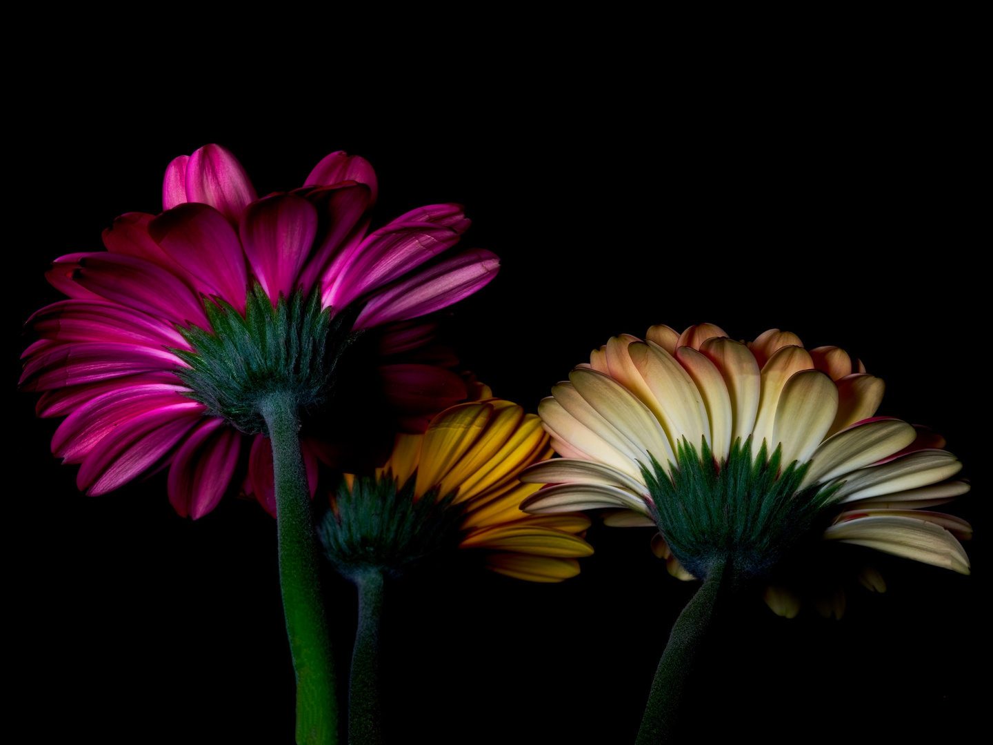 Gerbera