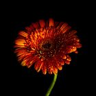 Gerbera