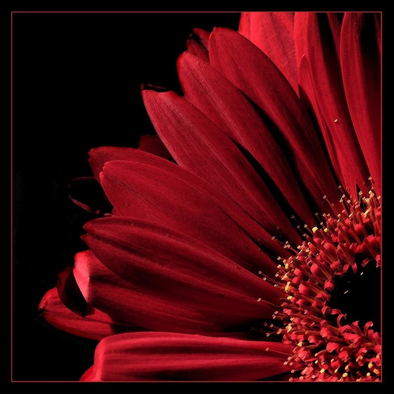 -Gerbera-