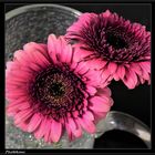 Gerbera