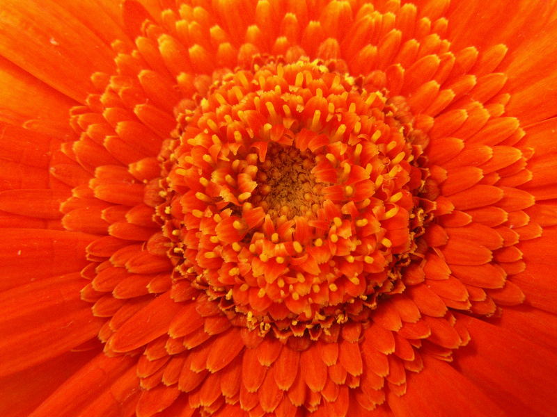 Gerbera