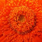 Gerbera