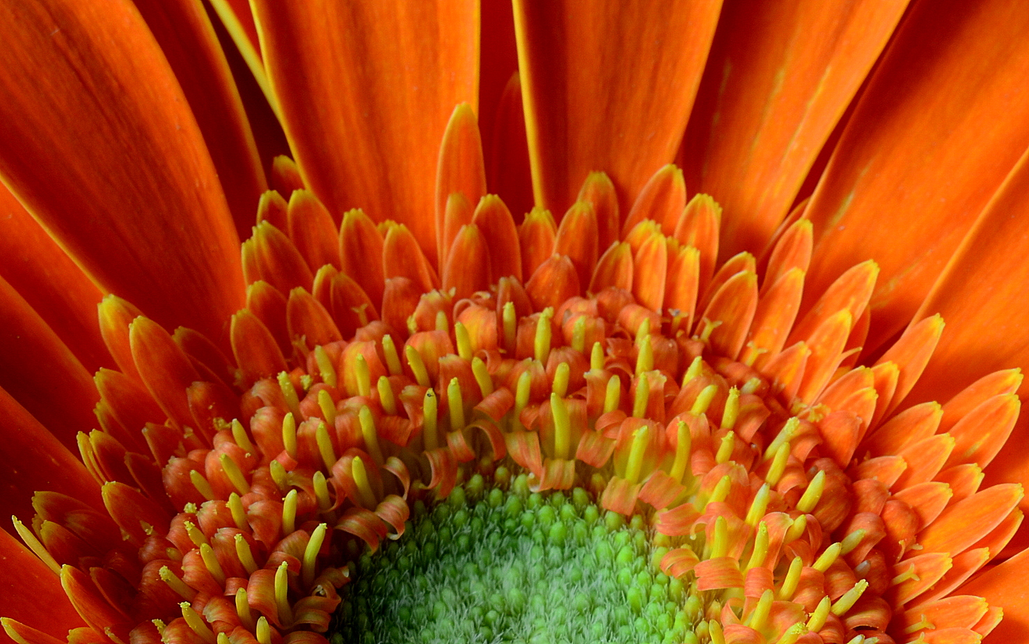 Gerbera