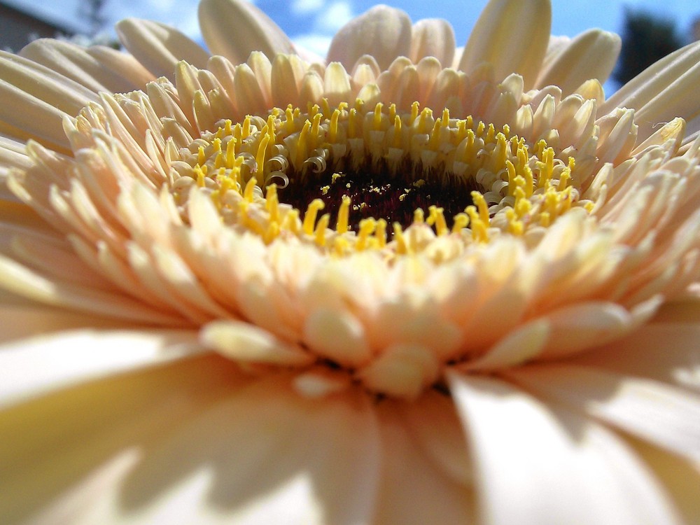 Gerbera