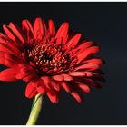 Gerbera