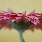 Gerbera