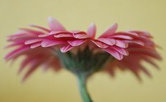 Gerbera