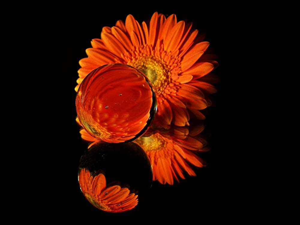 Gerbera :-)