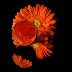 Gerbera :-)