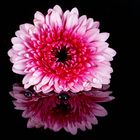 Gerbera