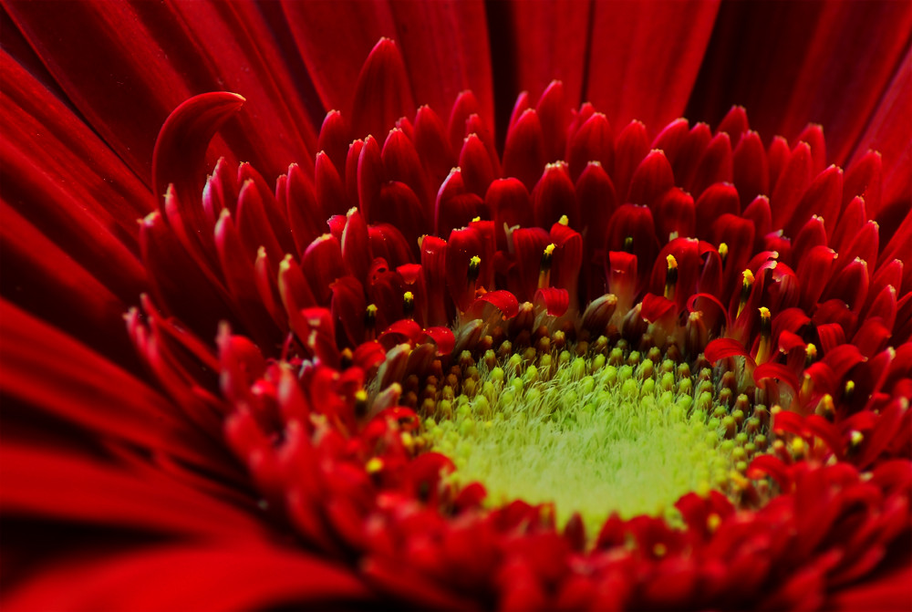 ....Gerbera.....