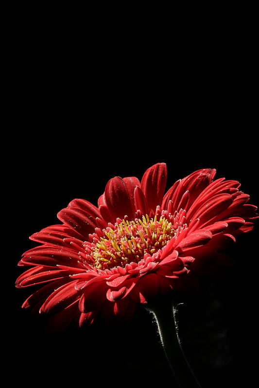 *Gerbera*