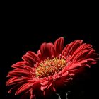 *Gerbera*