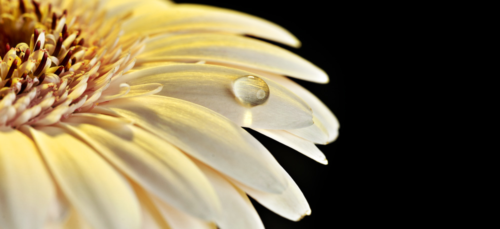 Gerbera