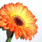 Gerbera