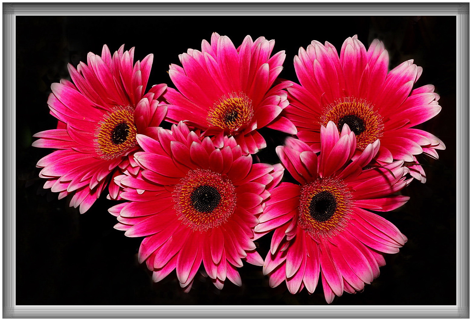 Gerbera