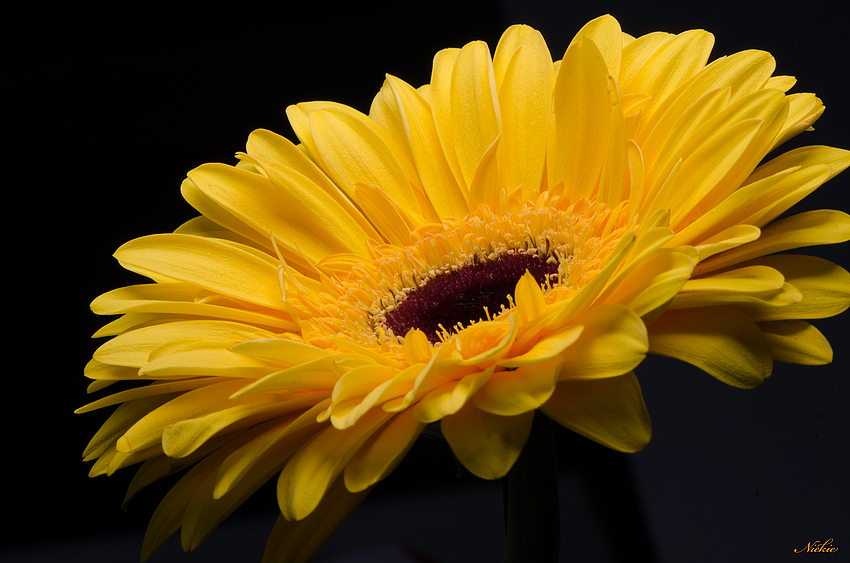 Gerbera