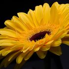 Gerbera