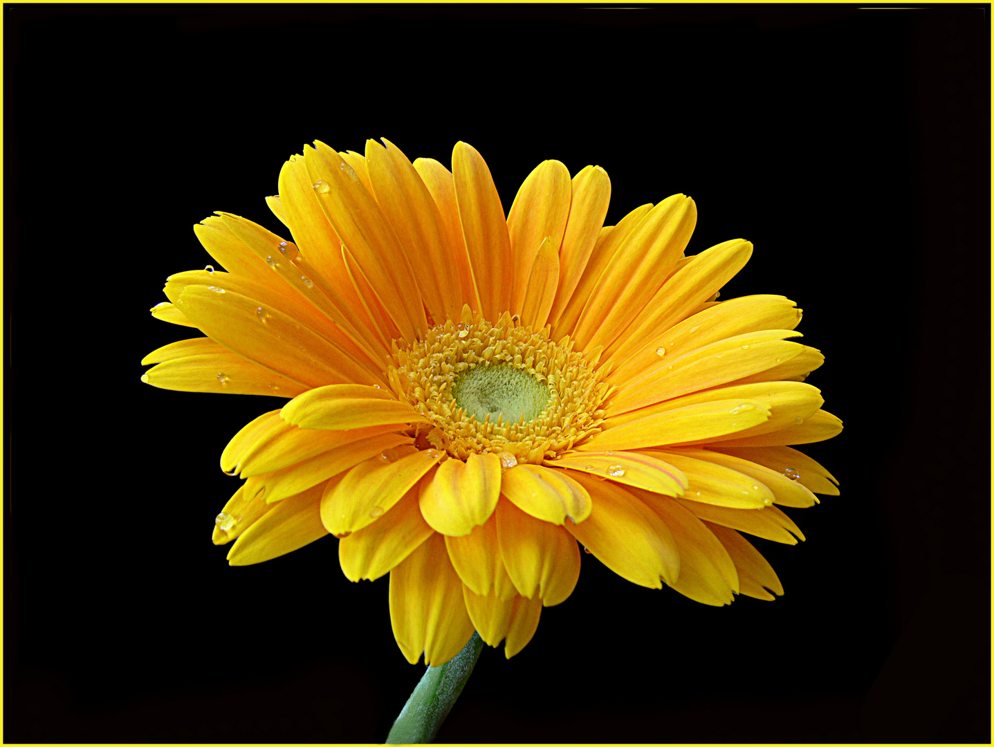 Gerbera 