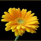 Gerbera 