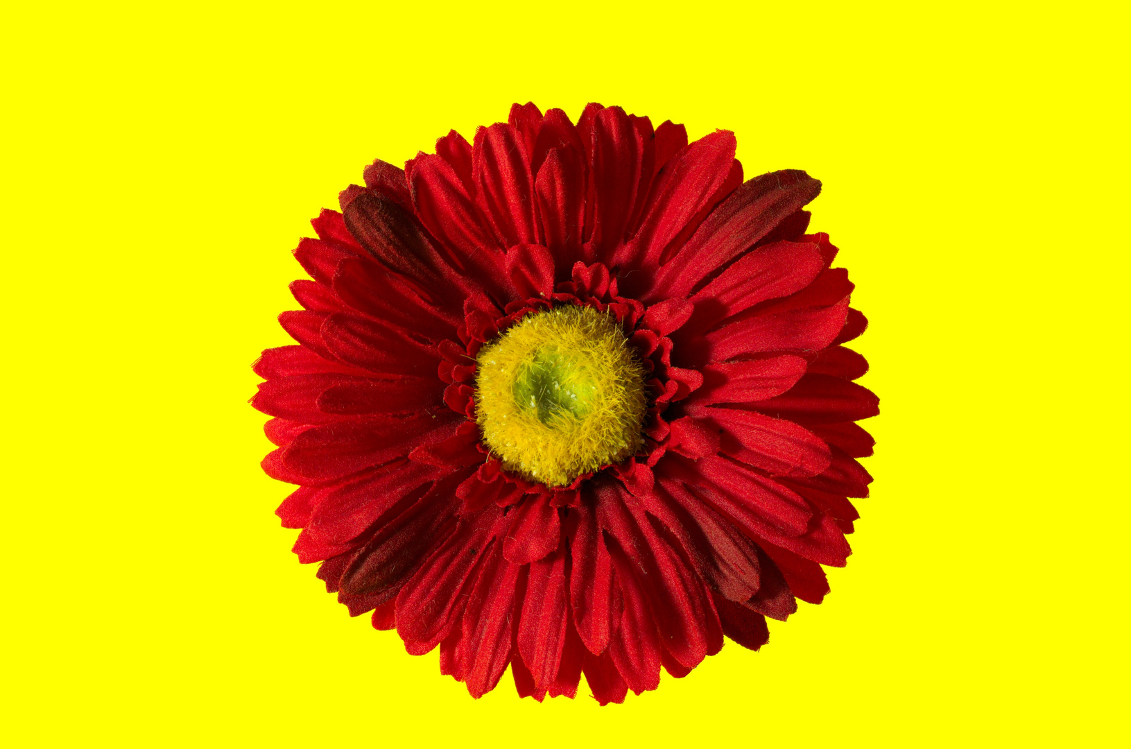 Gerbera