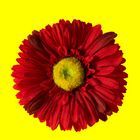 Gerbera