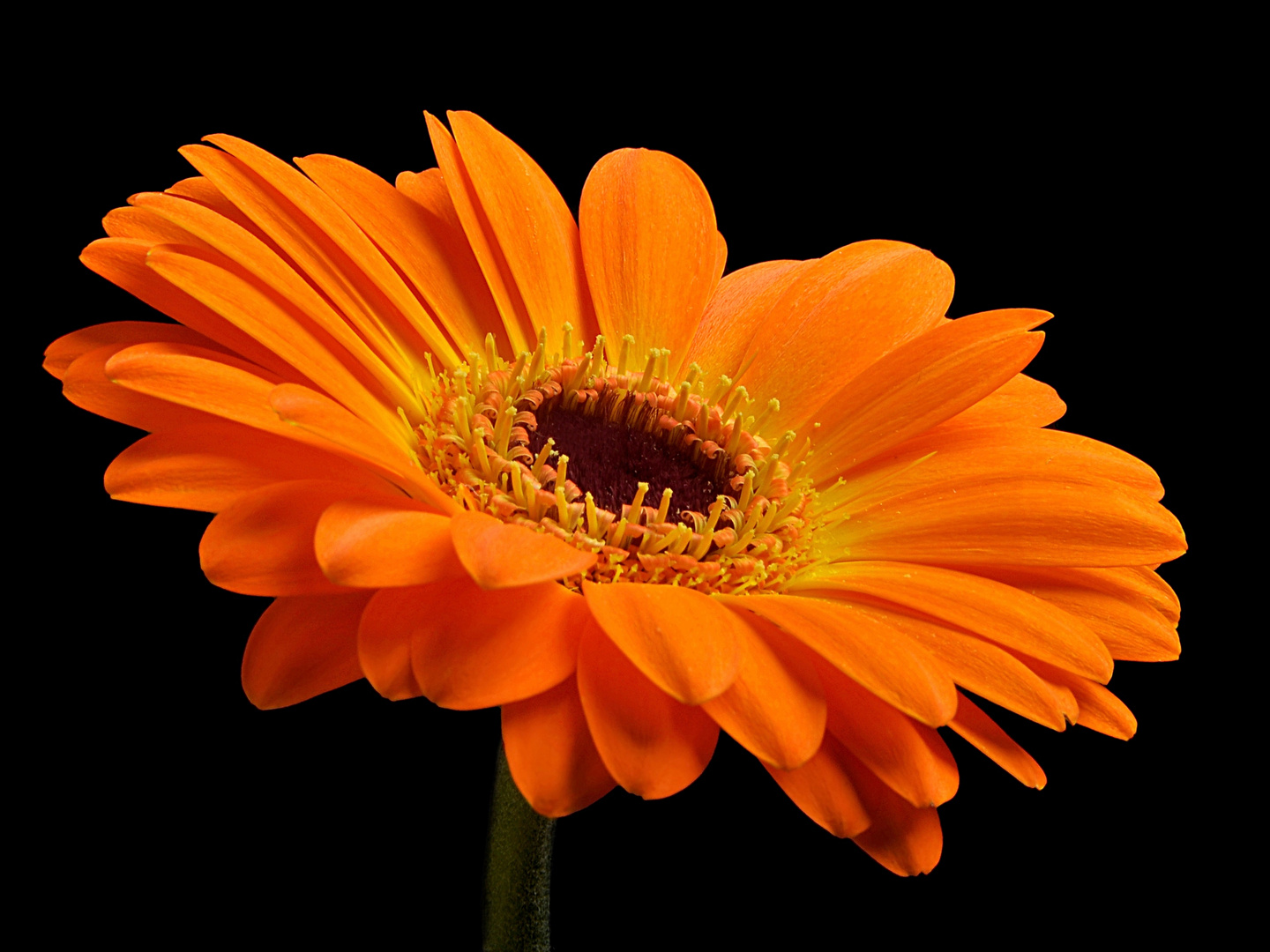 Gerbera