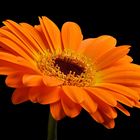 Gerbera