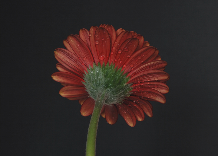 gerbera