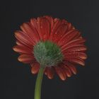 gerbera