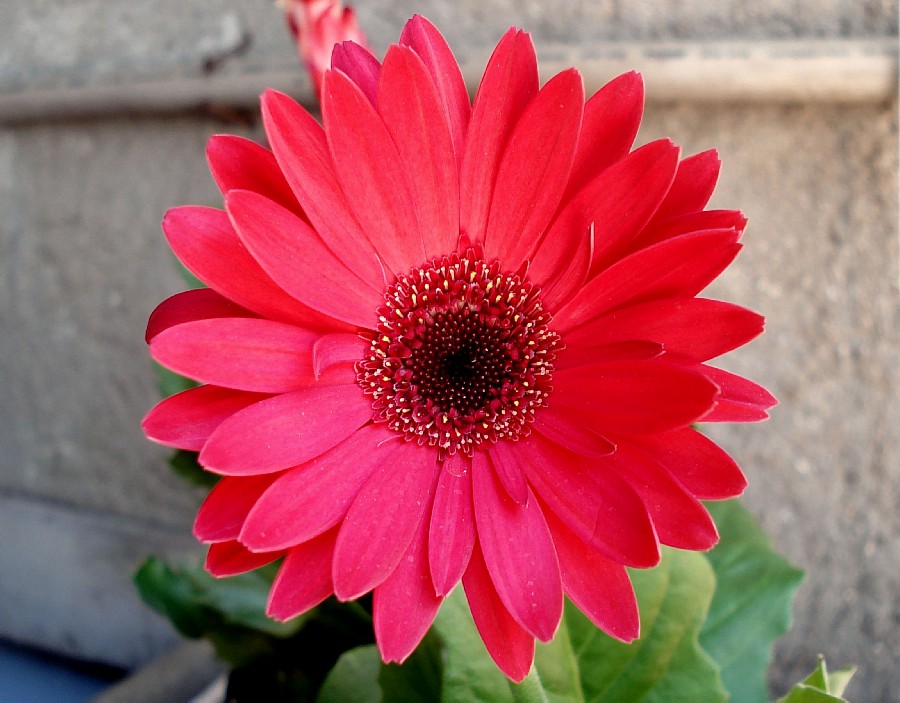 gerbera