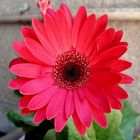 gerbera