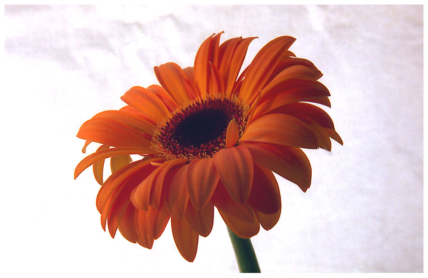 Gerbera