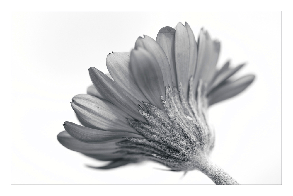 gerbera