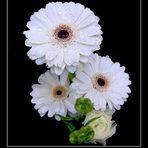 Gerbera