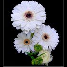 Gerbera