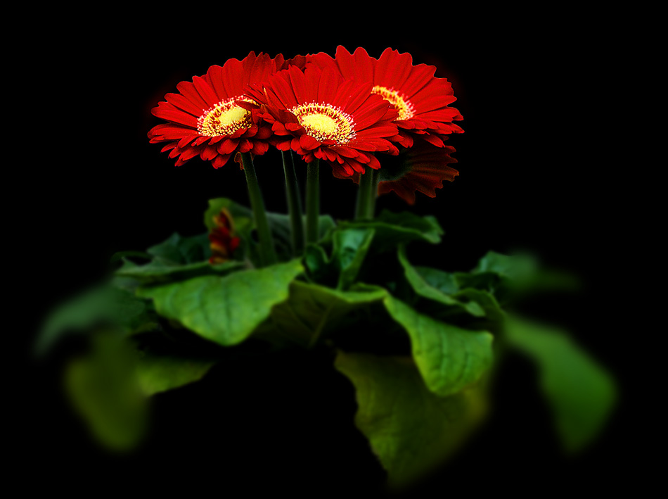 Gerbera