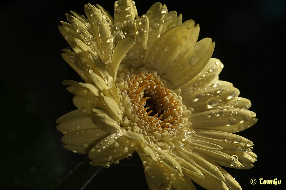 Gerbera