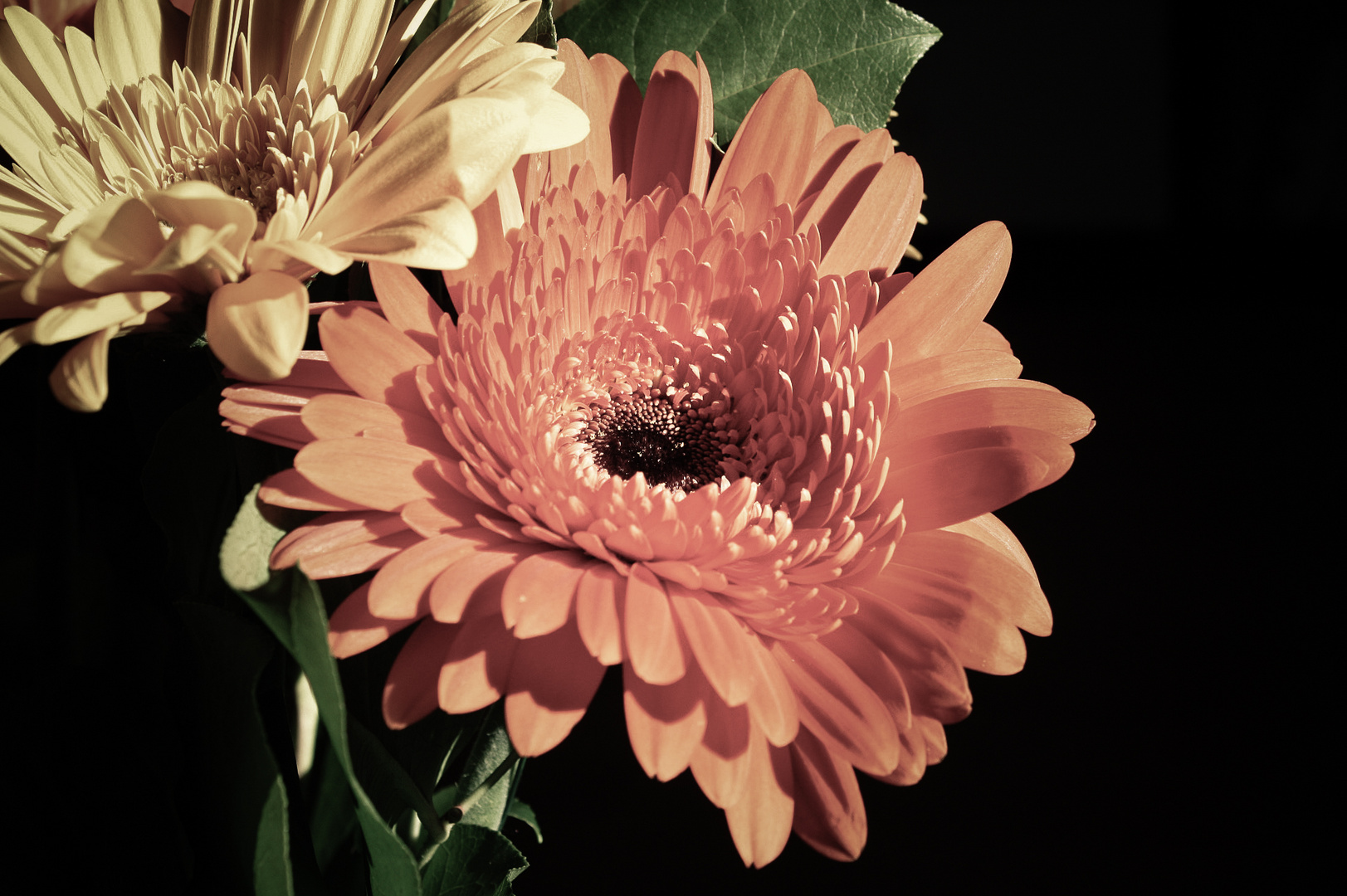 Gerbera 7