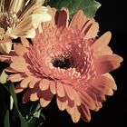 Gerbera 7