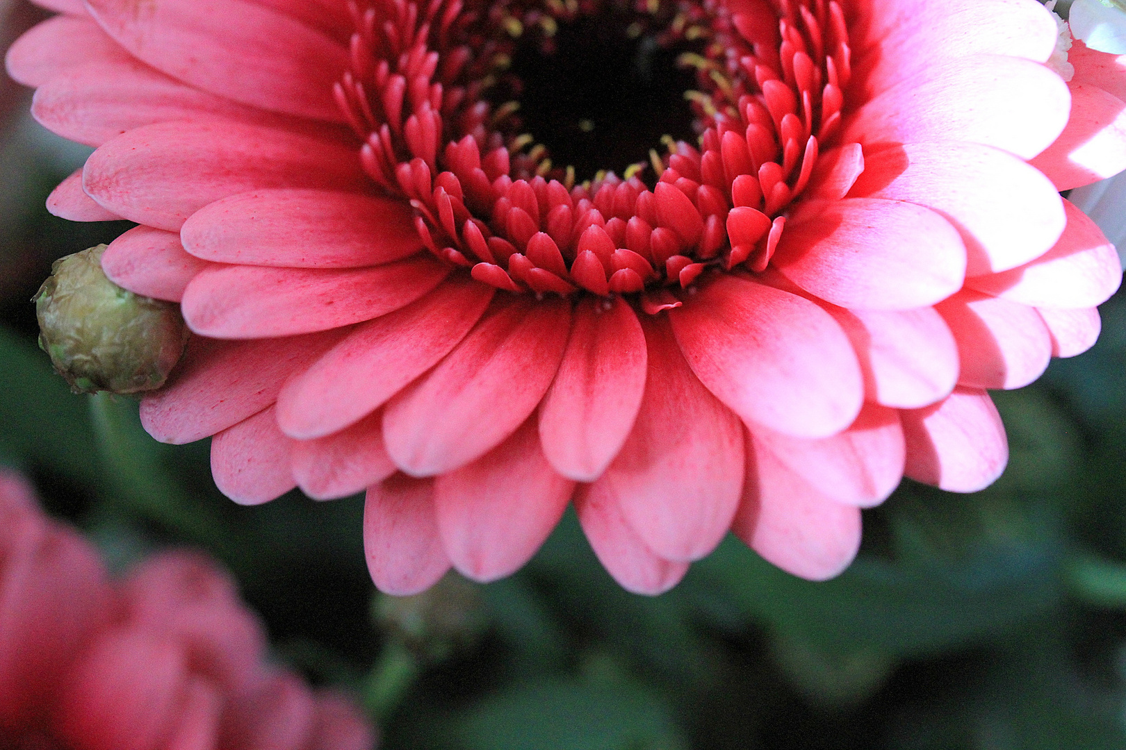 Gerbera