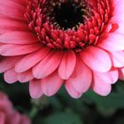 Gerbera