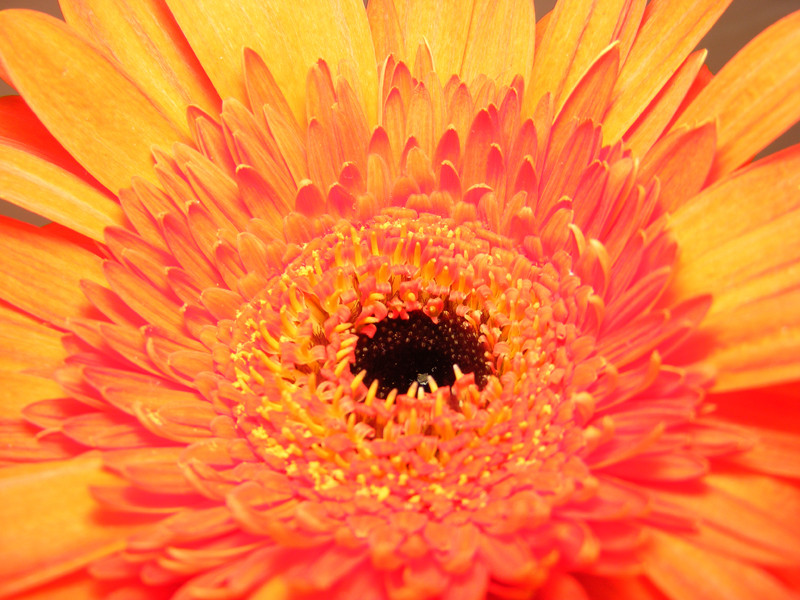 Gerbera