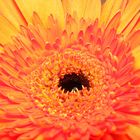 Gerbera