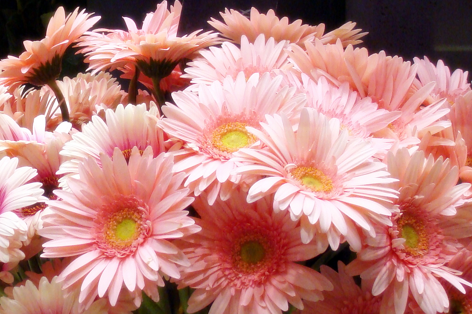 Gerbera