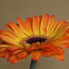 Gerbera